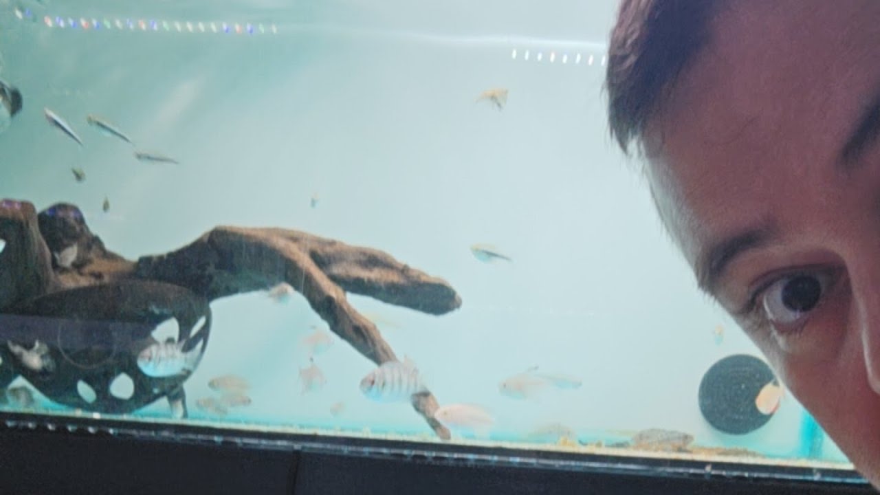 ¡Enseñamos peces en Directo!