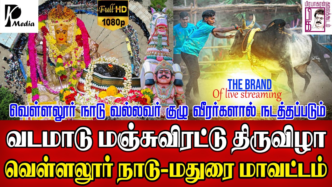 🔴 LIVE (நேரலை) | வெள்ளலூர் நாடு வடமாடு மஞ்சுவிரட்டு 2026 | மதுரை வடமாடு | PK Media