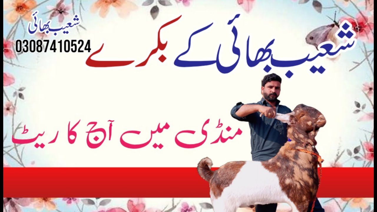 آج منڈی میں موجود عقیقہ اور قربانی کے بکرے ریٹس کے ساتھ