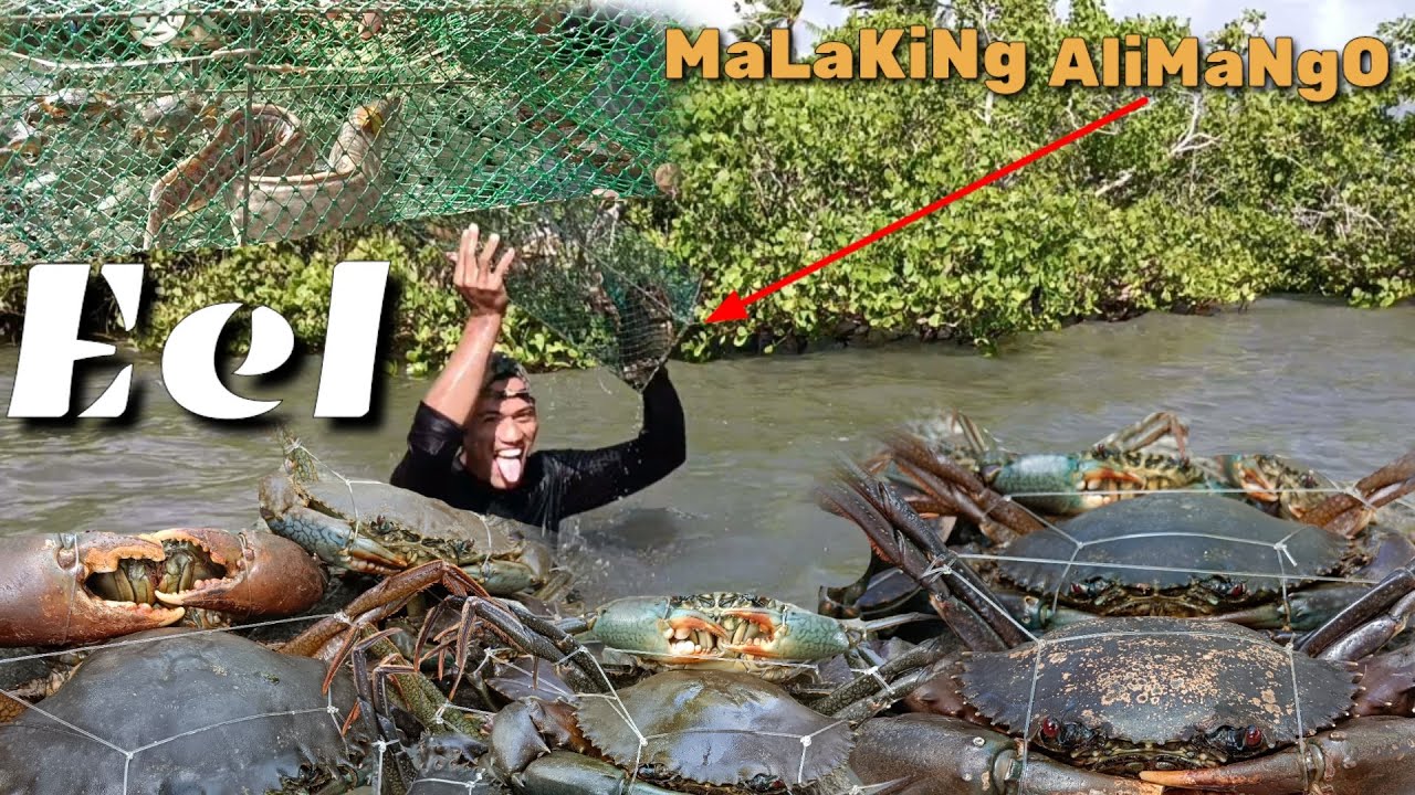 SUPER JACKPOT/ sa subrang labo Ng tubig Naglabasan Ang malalaking alimango