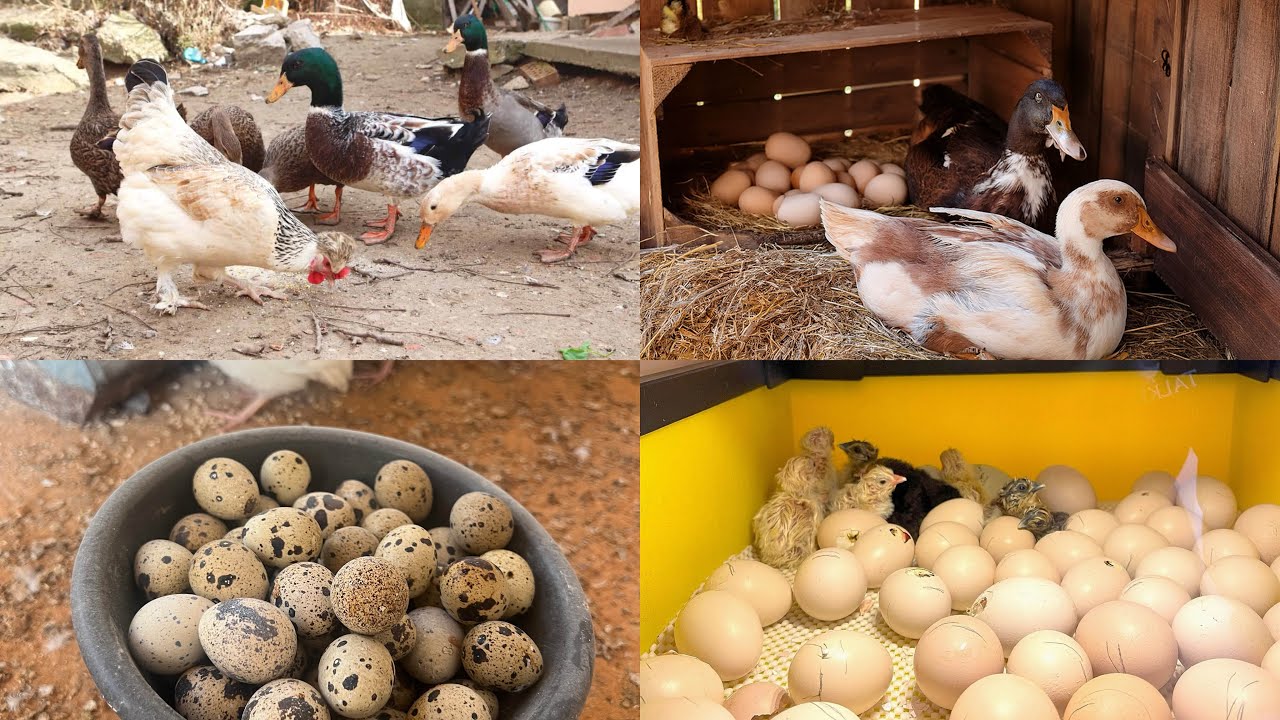 How To Start Free Range Poultry Farming | Free Range Chicks Farming 