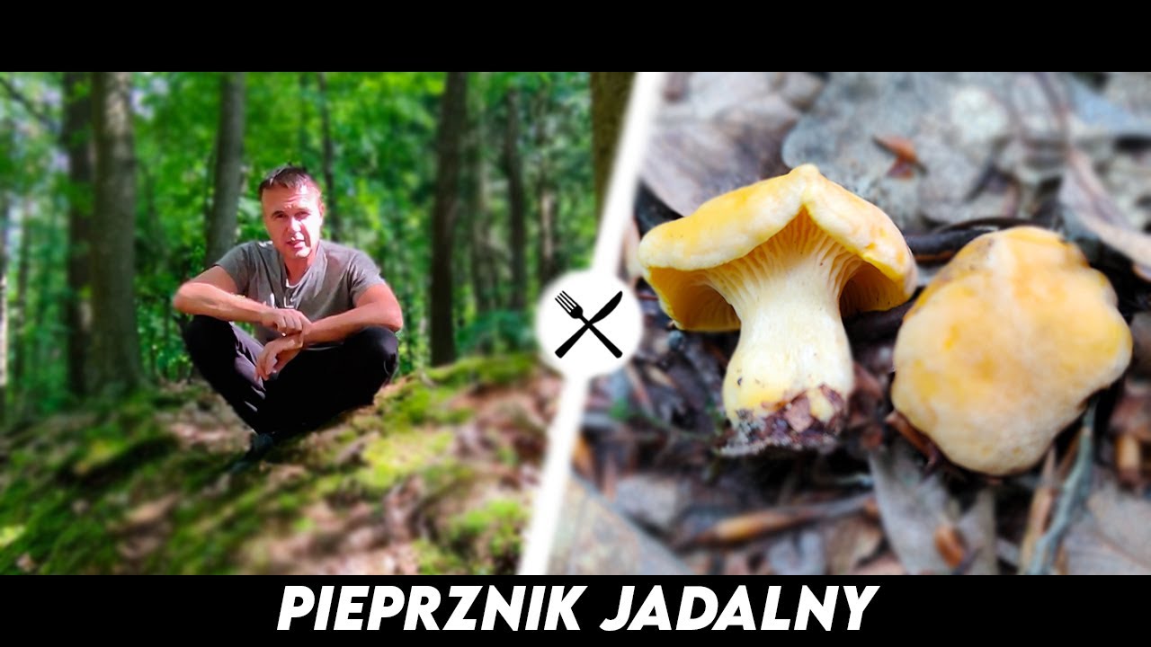 Pieprznik Jadalny - Kr&oacute;tko, zwięźle i na temat Kurki!