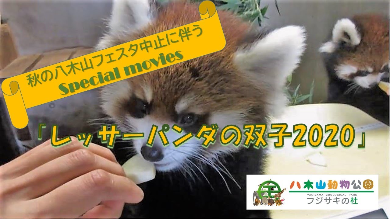 「レッサーパンダの双子2020 秘蔵映像」（秋の八木山フェスタ中止に伴うSpecial movies３）