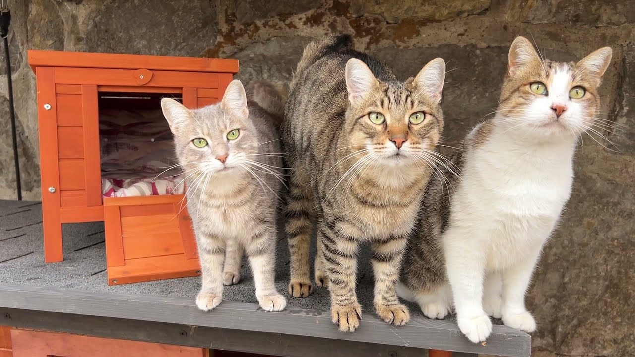 I Bought a Wrong Size House for Our Cats and Now They Can't Fit in!