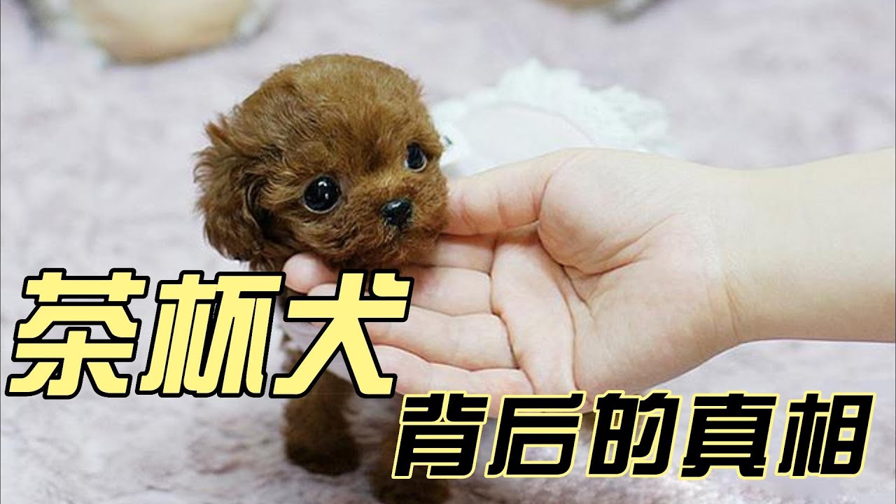 揭秘茶杯犬背后的血腥真相，你还羡慕别人养茶杯犬吗？
