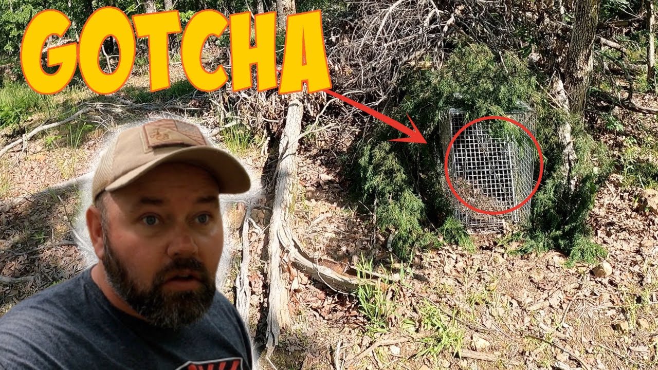 Finally Caught Him In The Coyote Trap & HE IS BIG