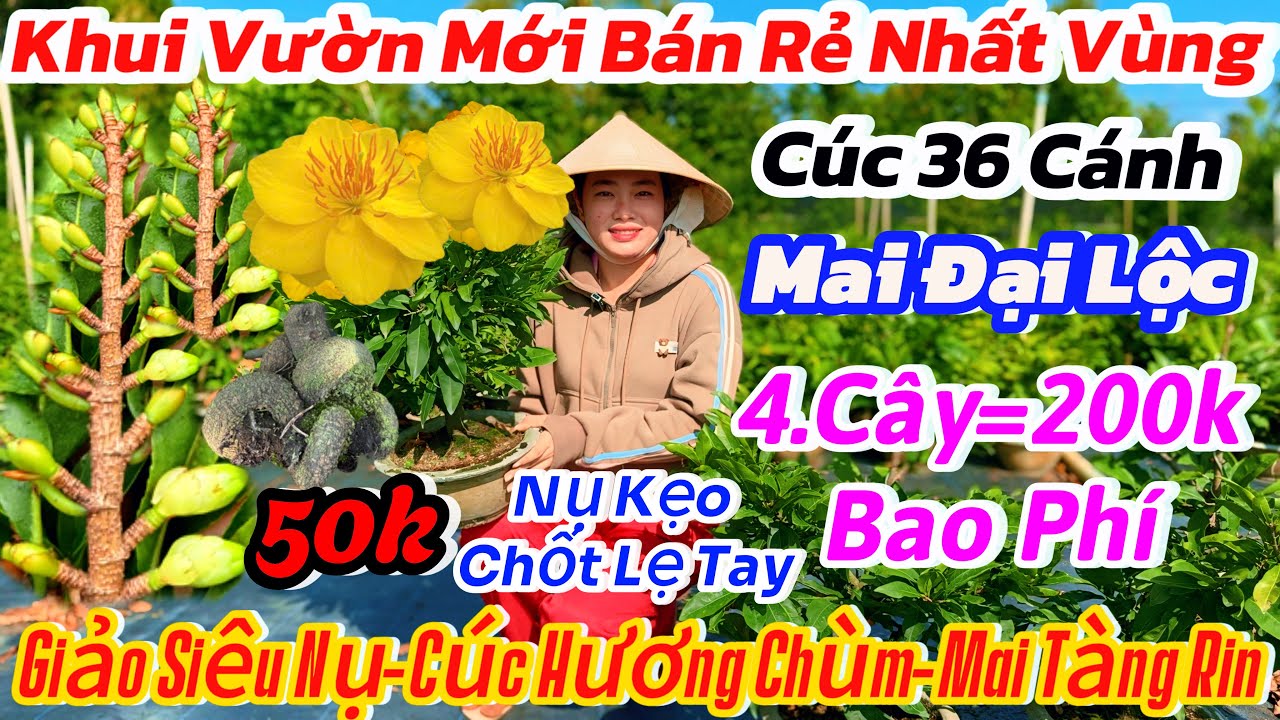 01/01☎️0398616085☎️🌴Mai vàng chơi Tết 50k🌴bán rẻ có giá sĩ-giảo siêu nụ-cúc nghệ-đại Lộc-thủ đức 