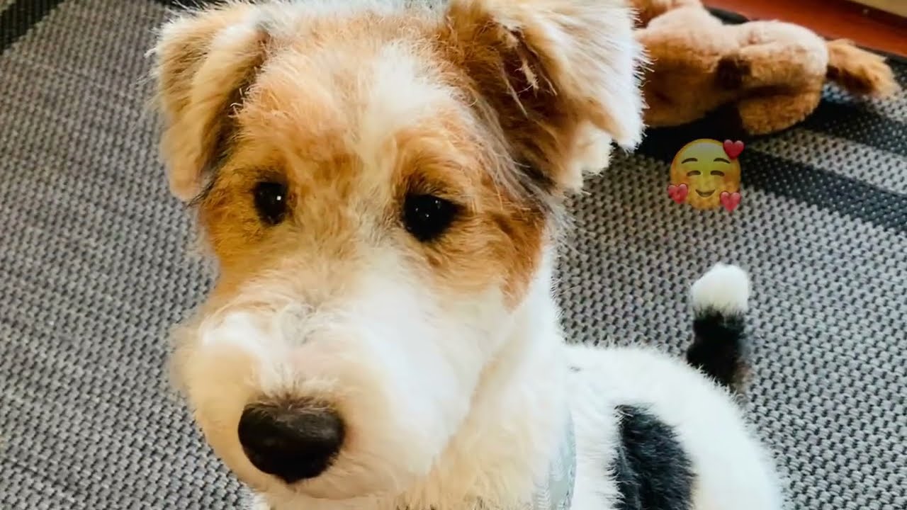 Watch Skipper the Wire Fox Terrier puppy fun and tricks