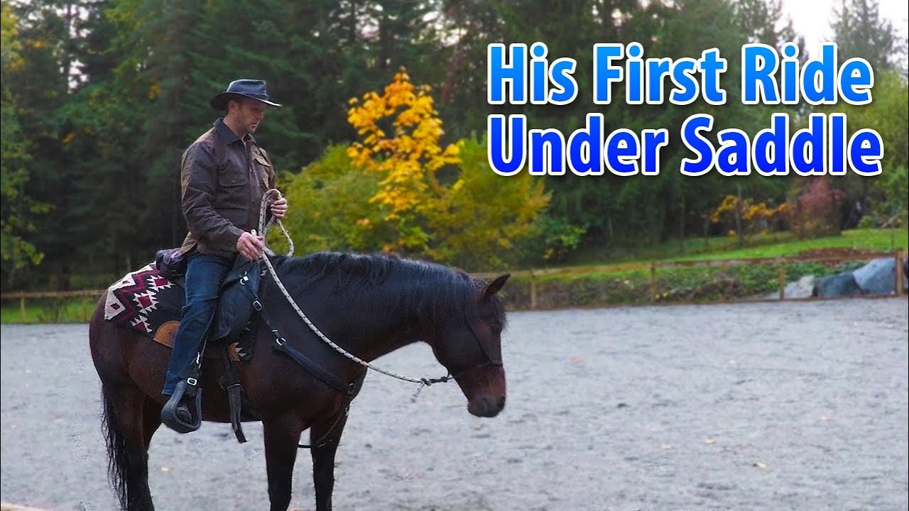 Первая поездка Медведя Стандартбреда