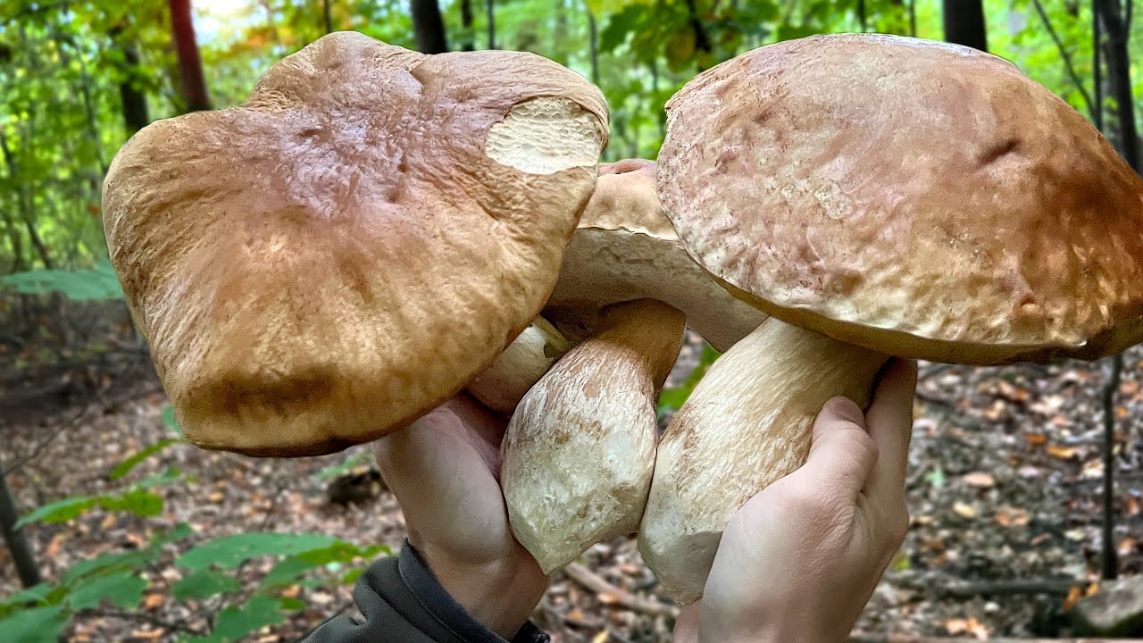Riesen Steinpilze gefunden  - Pilze sammeln 2022