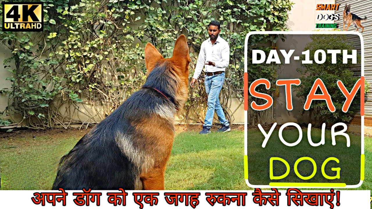 Dog Training - Day 10th | How to Train German Shepherd Dog to Stay At One Spot | Smart Dogs Training