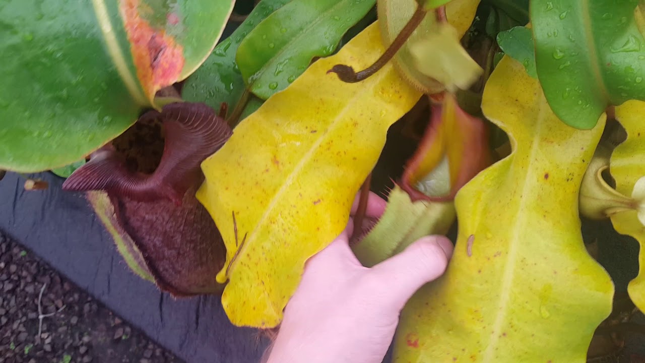 Bench Tour: Nepenthes veitchii section
