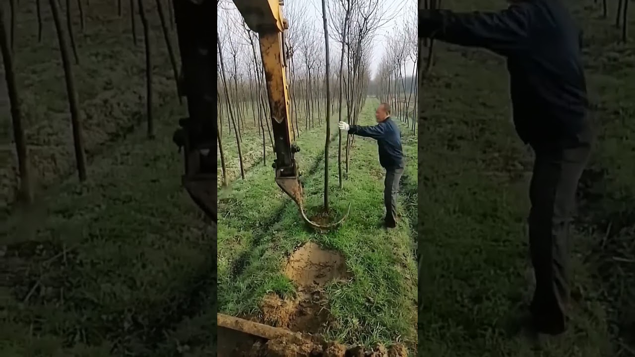 Modern machines for tree transplanting excavators turns into 'tree digging machines