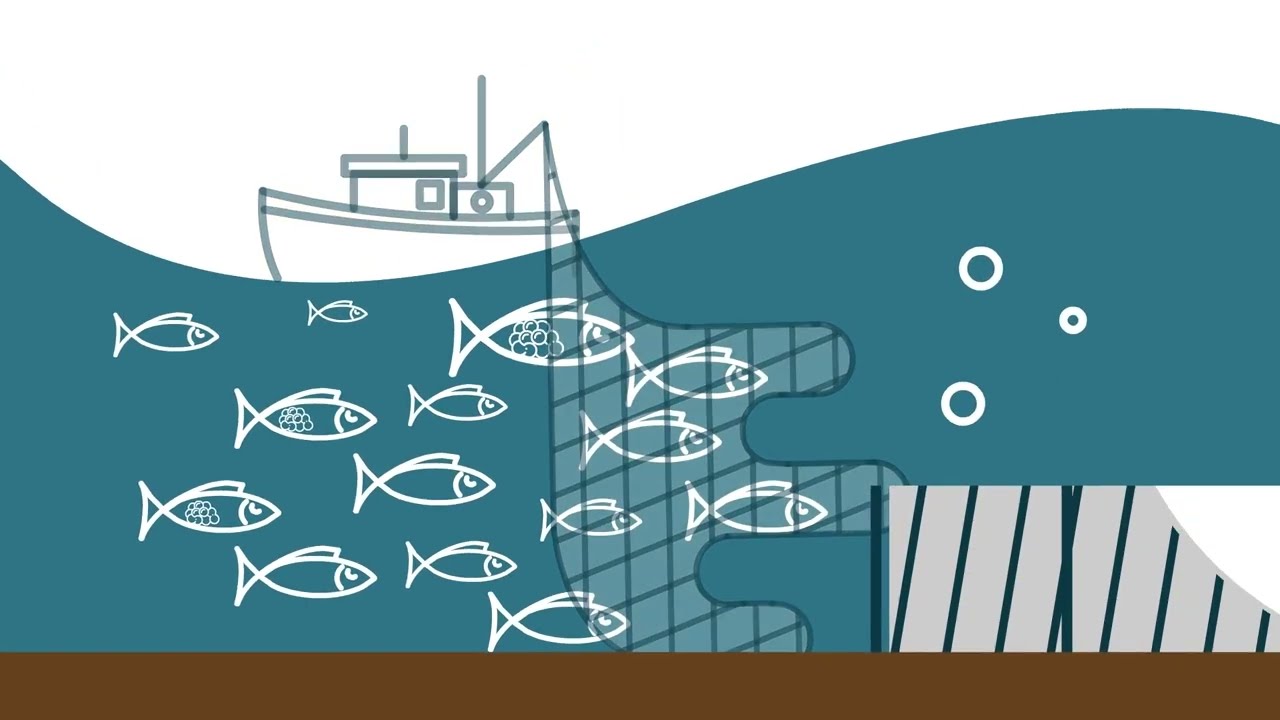 Why caviar is called The Black Gold? Learn more about Sturgeons