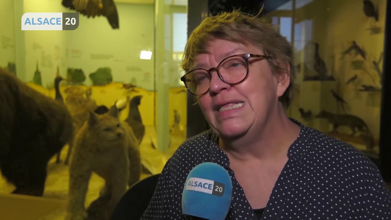 Le Musée Zoologique de Strasbourg fait peau neuve.