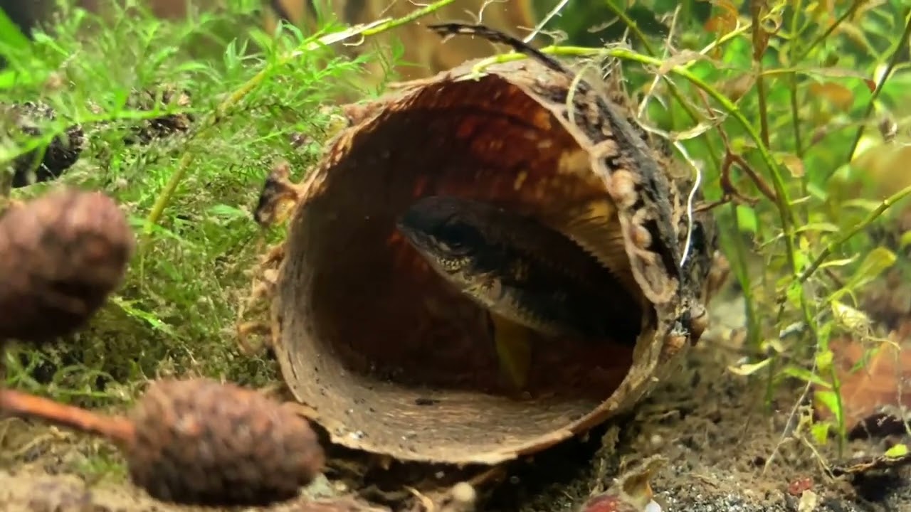 Gender im Aqua: Weibchen laichen solo