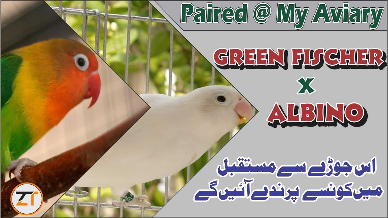 Green Fischer X Albino Pairing&Get Split Chicks With Strong Blood Line|Produce Blue & Violet Fischer