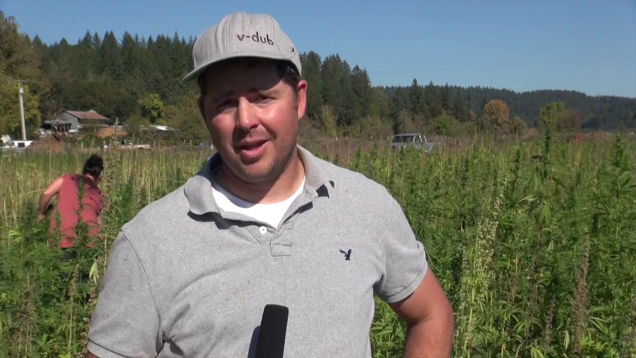Oregon Hemp Harvest 2016