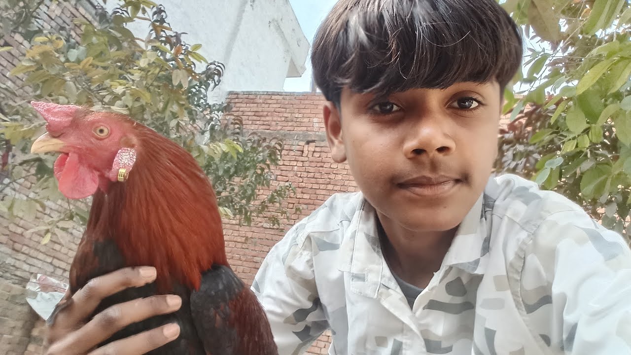 Arman bhukal#आज तो मुर्गी के कान में बाली गैल दी 🐓🐓😜