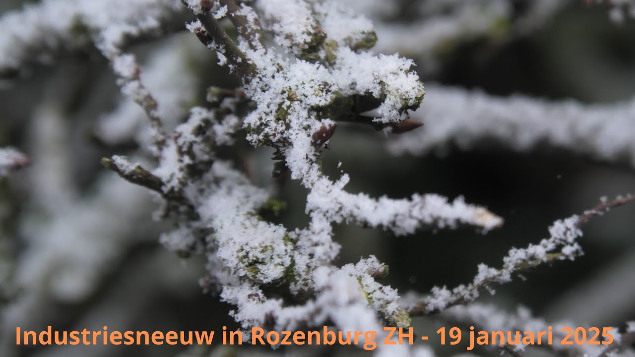Industriesneeuw zorgt plaatselijk voor een winterse aanblik in Rozenburg ZH! - 19 januari 2025