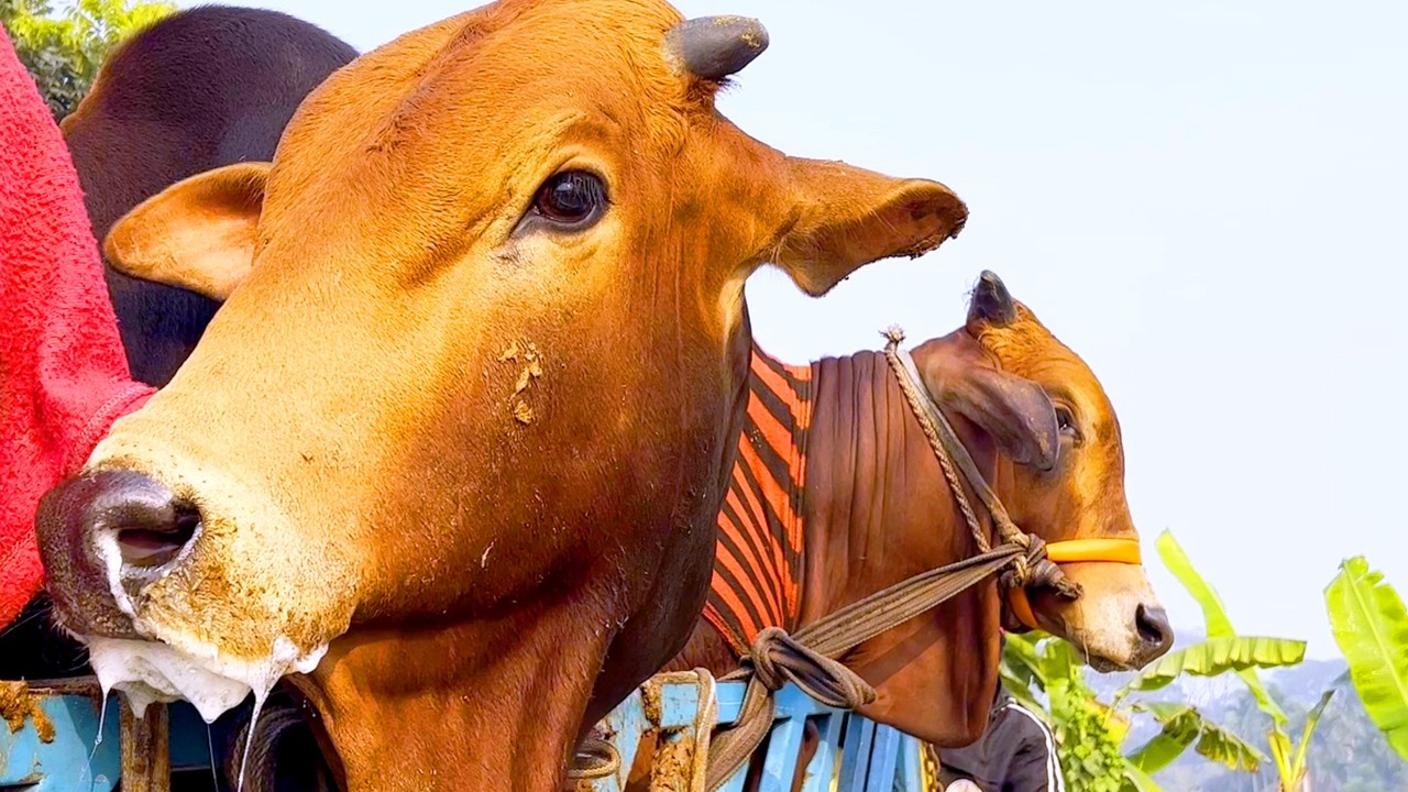 cow unloading, cow videos, cow video, animal, big cow, goru hamba cow, Ep- 329