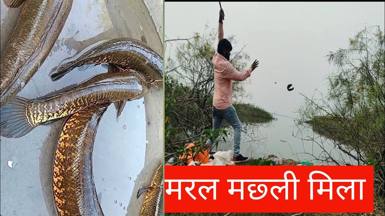 मरल मछ्ली मिल गया #mansoorvlog96#fishinglife