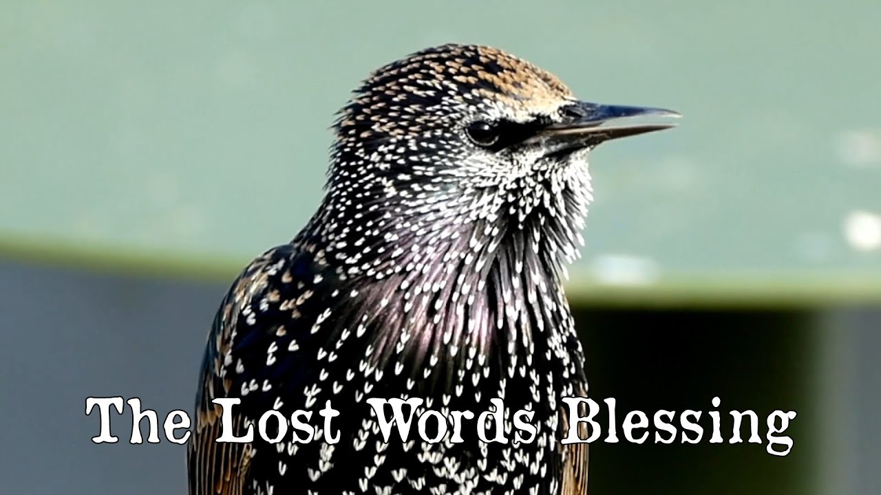 The Lost Words Blessing (cover - The Spell Song Ensemble)