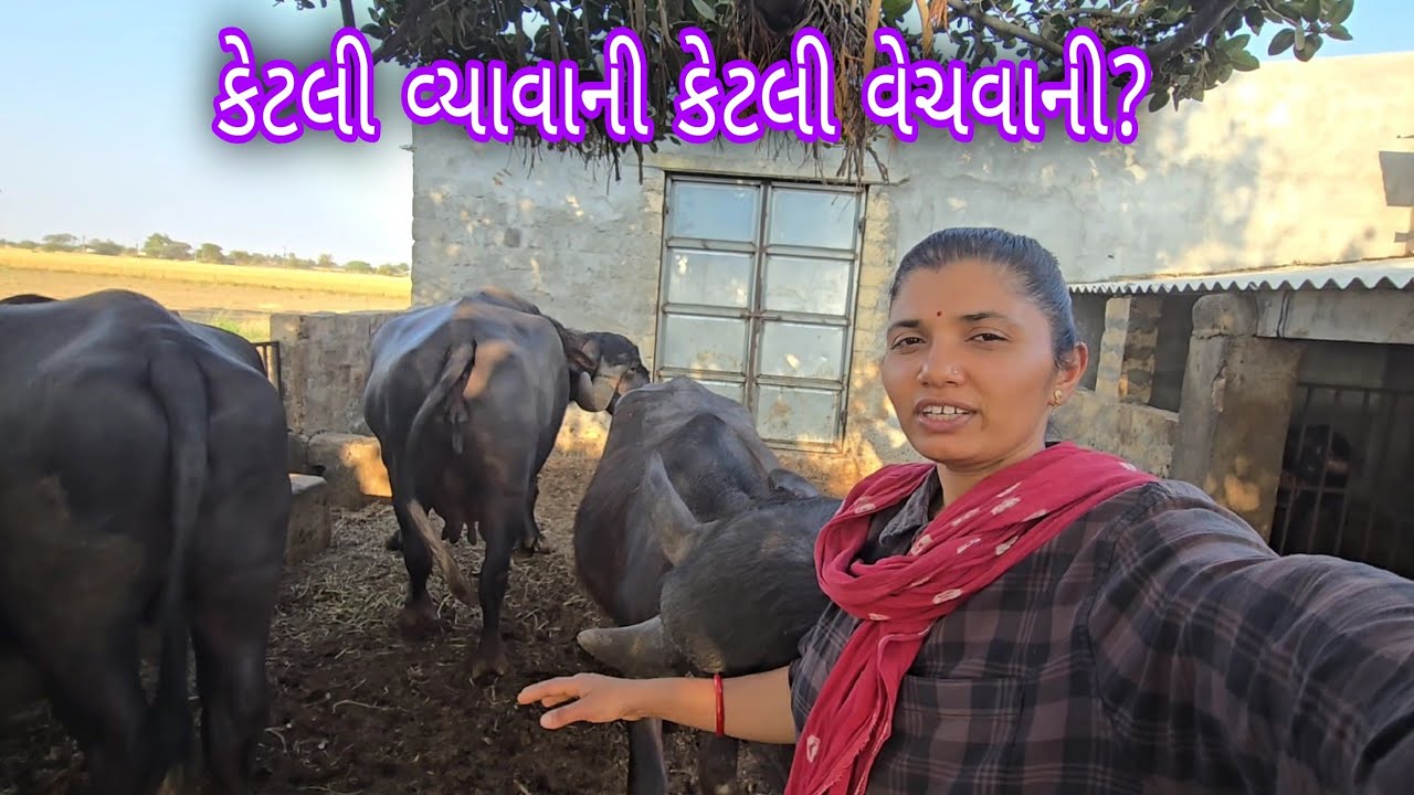 કેટલી વ્યાવાની અને કેટલી વેચવાની? ||#village #vlog #dailyvlog 