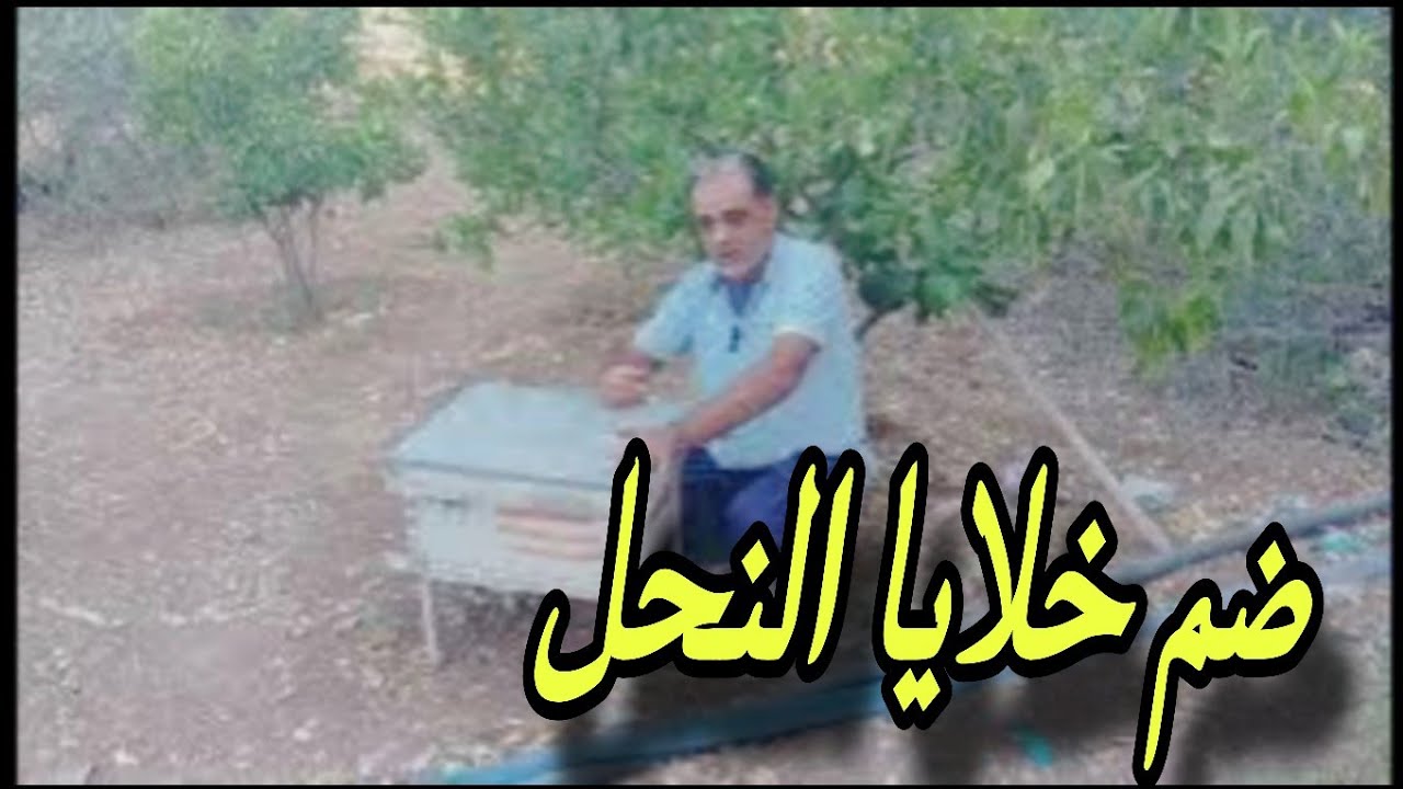 ضم خلايا النحل؟ الحقيقة الصادمة التي لا يخبرك بها أحد! 😱