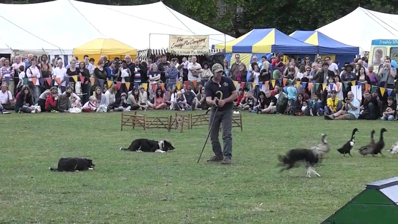 Duck Herding with three dogs