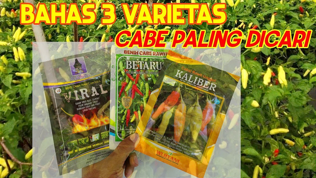 REVIEW 3 BENIH CABE RAWIT!!VIRAL, KALIBER, BERTARUS