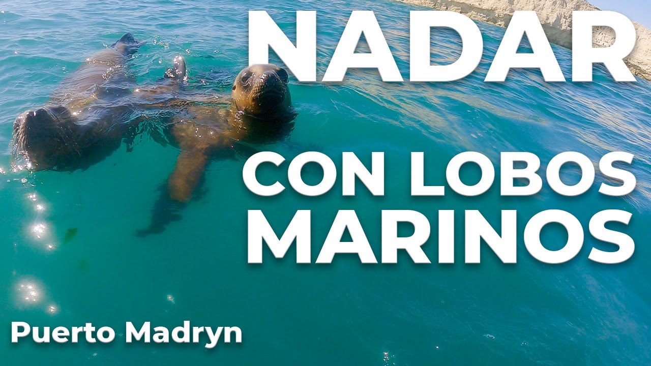 Nadar con LOBOS MARINOS en Puerto Madryn - Patagonia parte 3