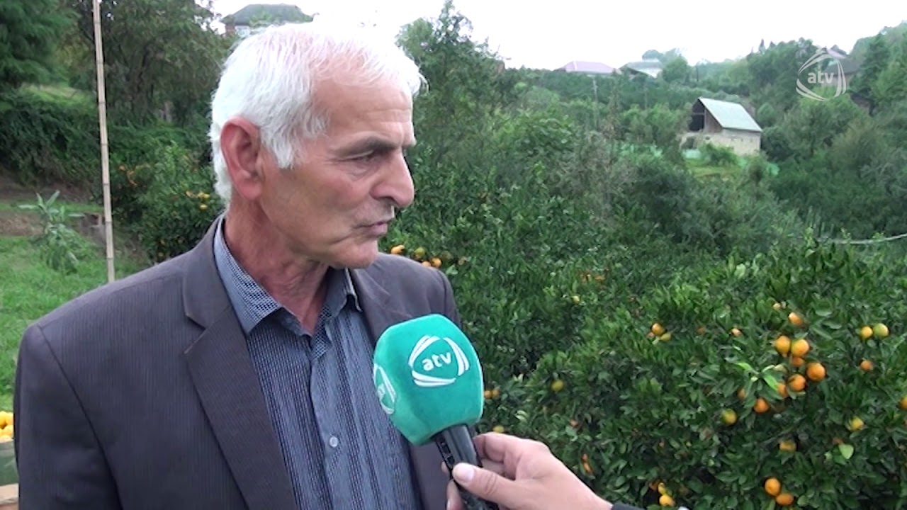 Astarada naringi yığımına başlanılıb (ATV Səhər)