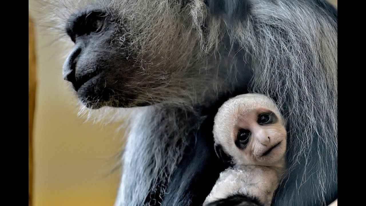Nachwuchs bei den Bärenstummelaffen I Tiergarten Schönbrunn