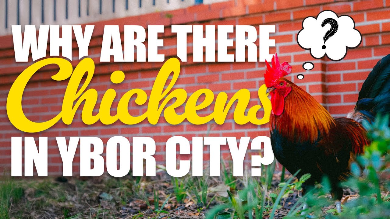 Why Are There Chickens in Ybor City?