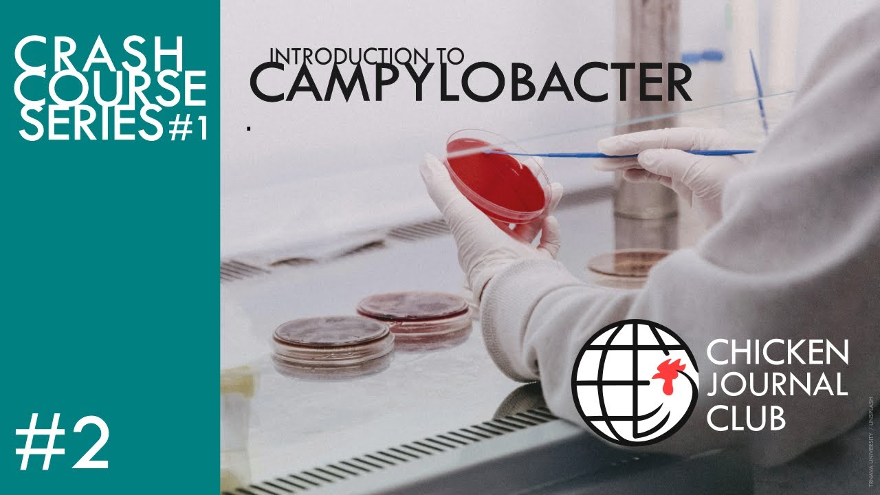 No.2 Introduction to Campylobacter!
