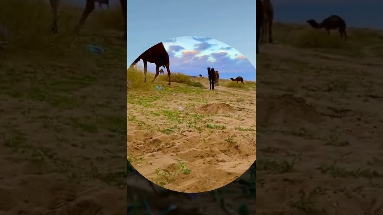 ياسعود ماهو كذا ياسعود 