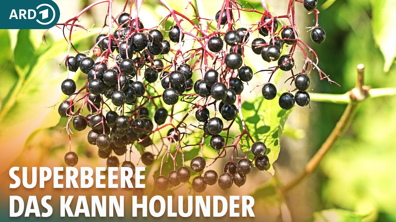 Holunder: Wie gesund ist er und wie wirksam bei Erk&auml;ltungen? I ARD Gesund