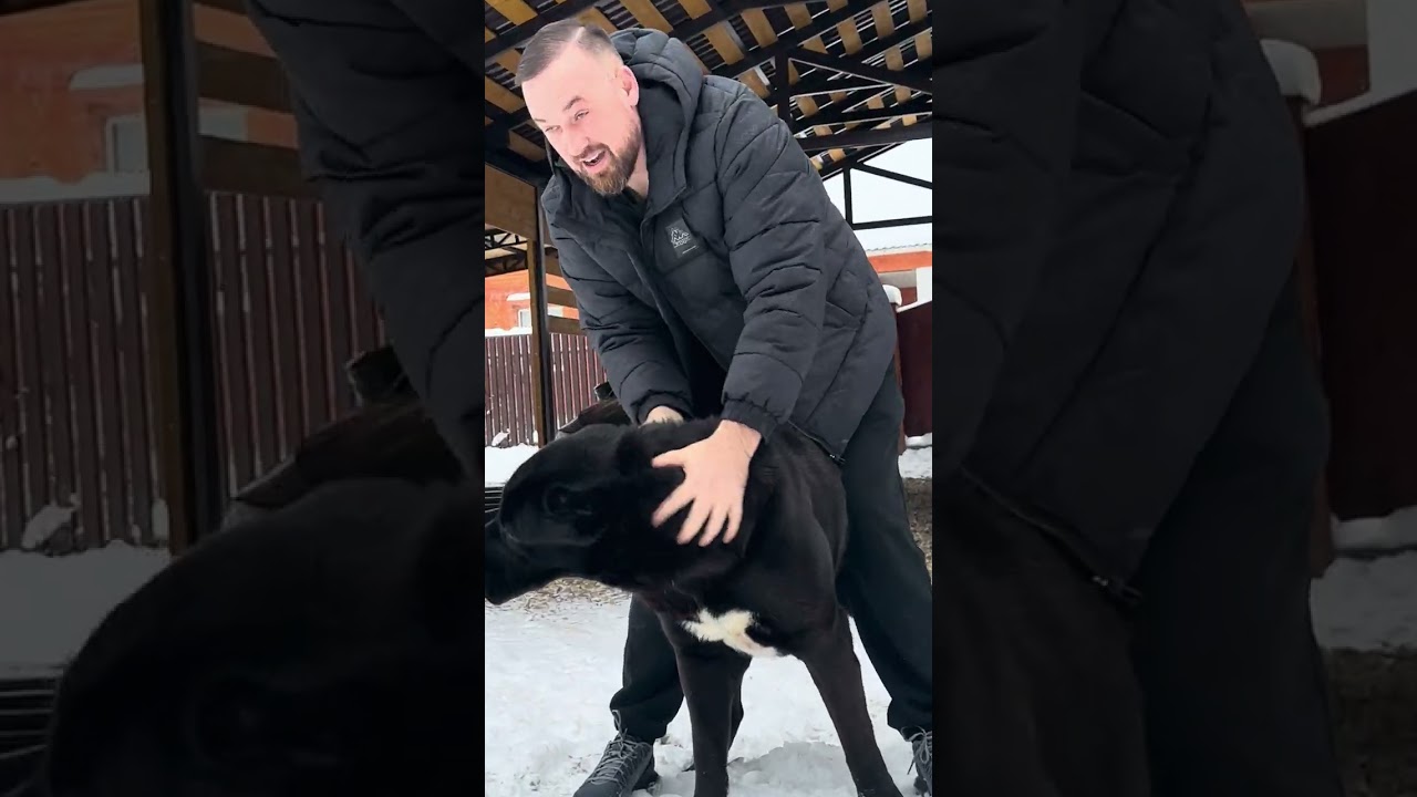 Прогулка, прием пищи, прогулка ❤️🥰😆