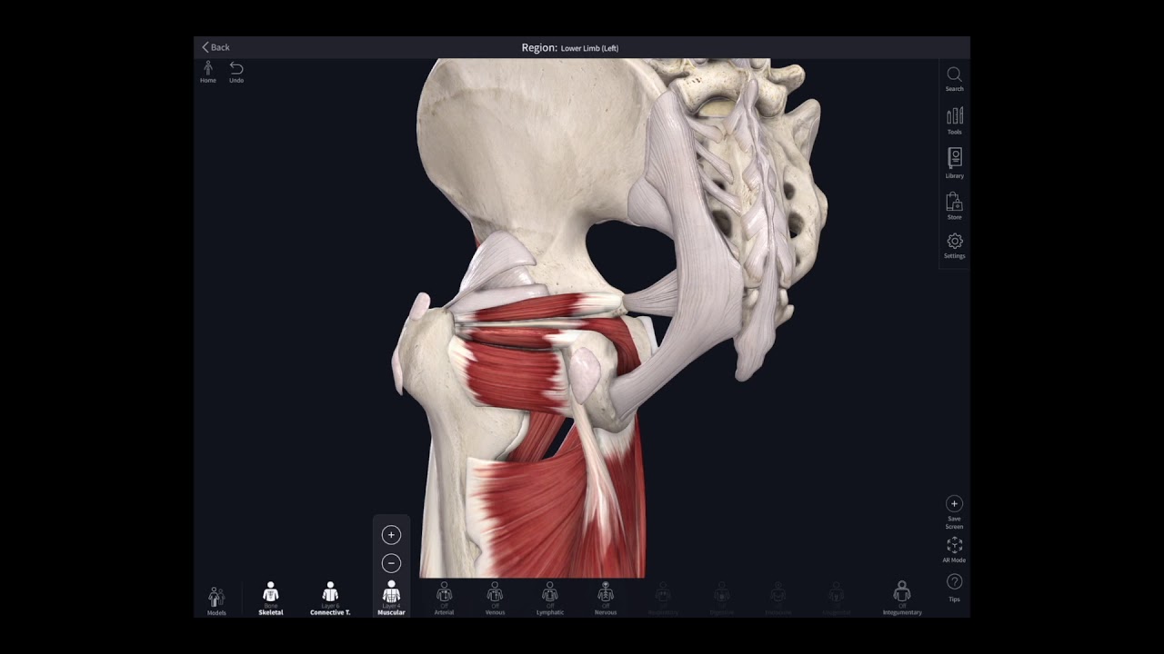 Lockdown Anatomy with Prof Alice Roberts #10: The hip