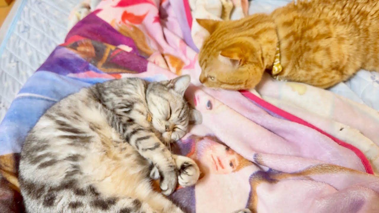寝ぼけながらふみふみしてるあいちゃんに興味を持ったぽちゃくんが近づくと...