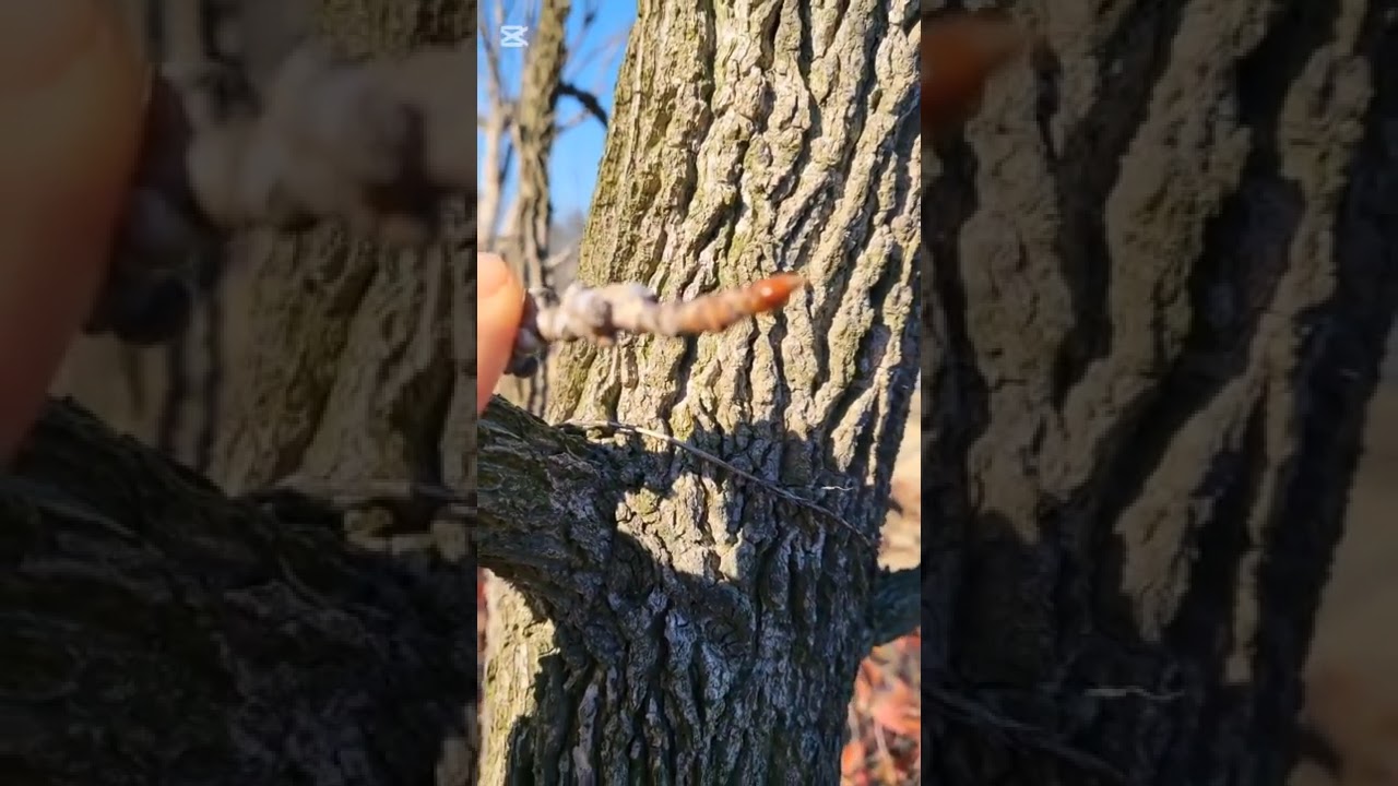 26 02 10 미국풍나무 겨울 모습