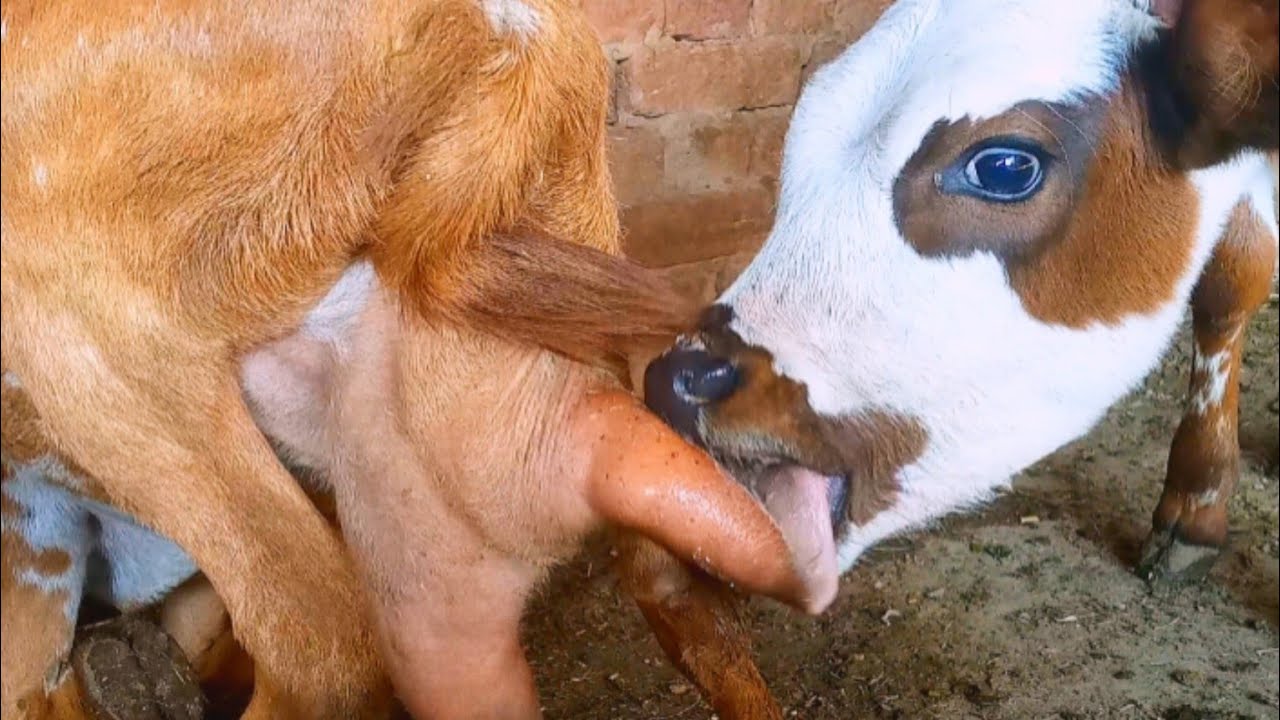 Calf drinking goat milk very fast 🤩 