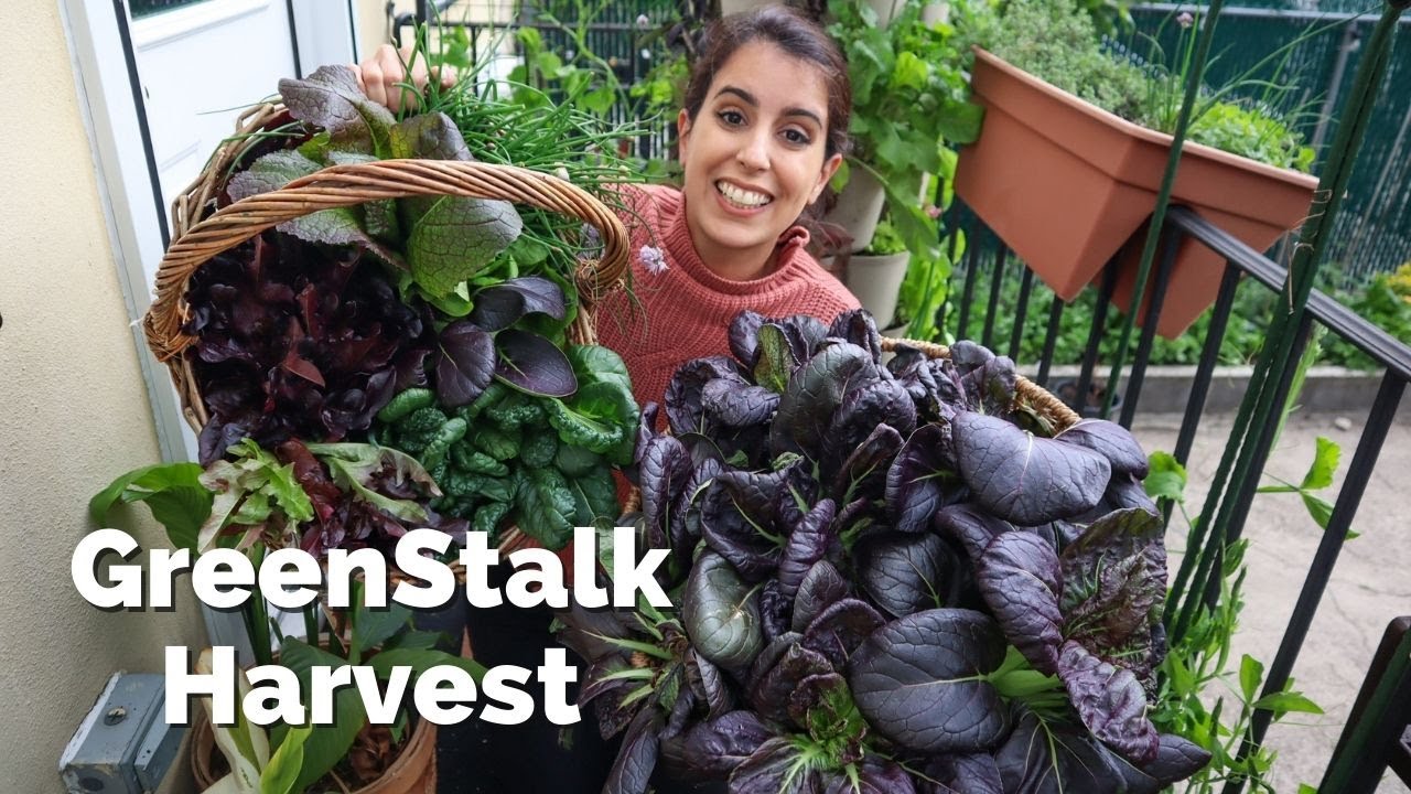 HUGE Lettuce & Greens Harvest From my GreenStalk Leaf Planter