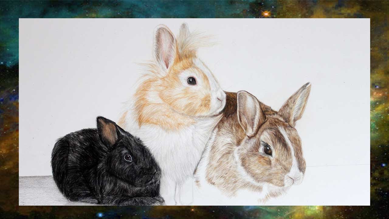 Tutorial Verschiedenes Fell bei Kaninchen I Semmy´s Art
