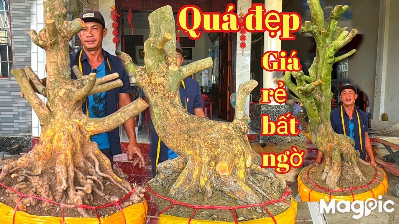 A Thành 👉 Zalo 0937763305 🍎Bùng nổ lô Mai vàng xù phòng cách đế đẹp giá rẻ tại ĐT 