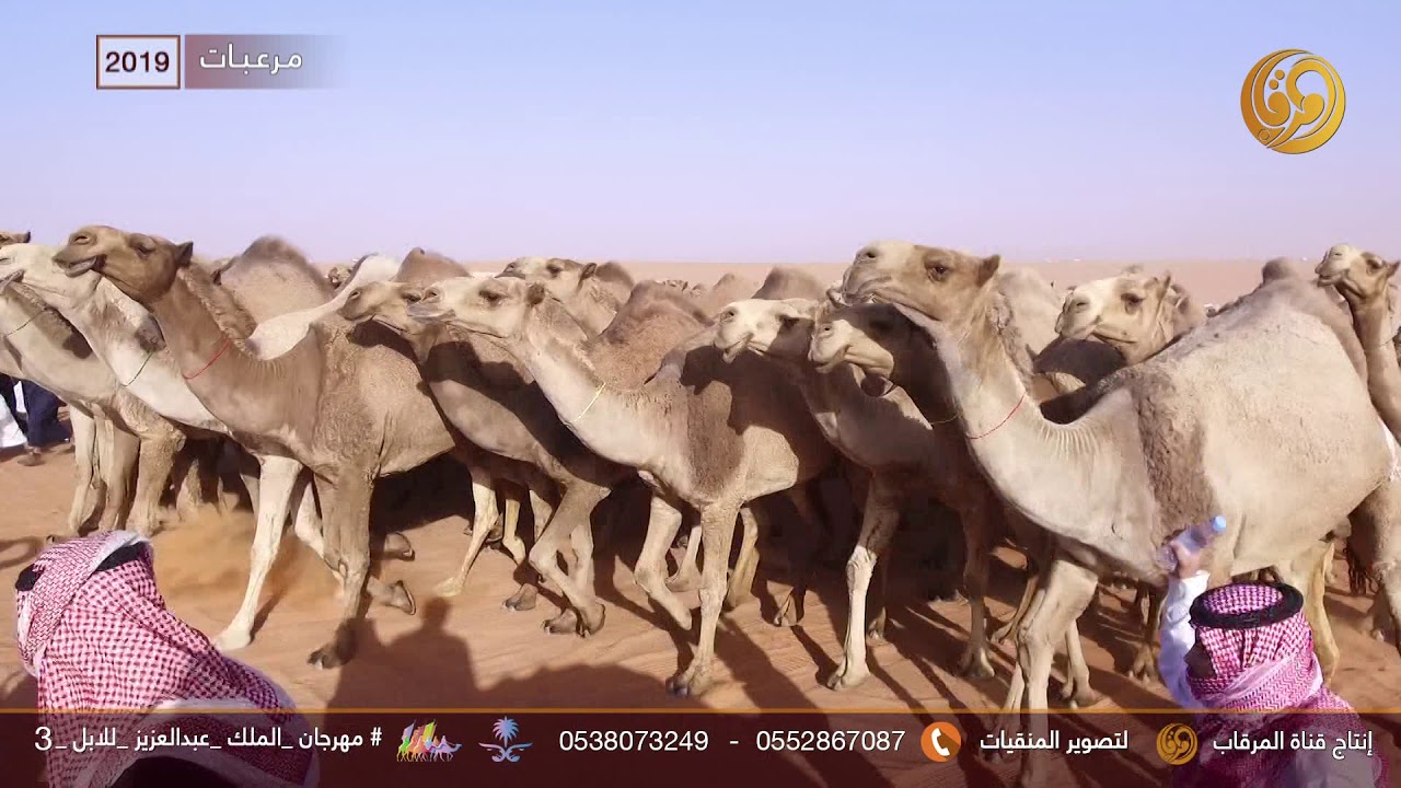 100 شعل || مرعبات - لمالك الابل حنس بن مفرس ابا الخيل العتيبي 2019