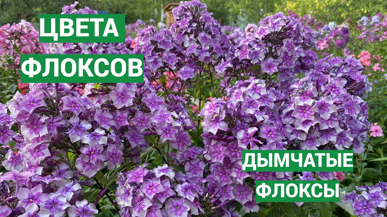 Дымчатые флоксы. Видео из серии Цвета флоксов