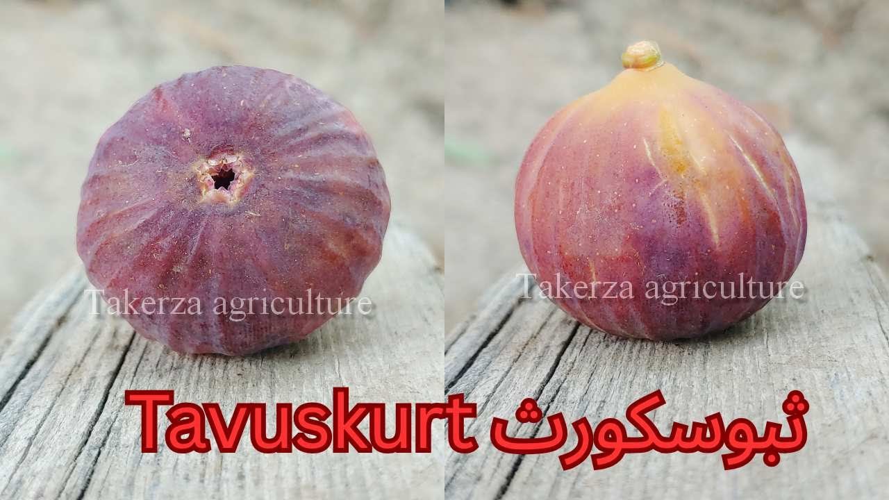 Tavuskurt ثبوسكورث #ficuscarica #fig #figcutting #تين 
