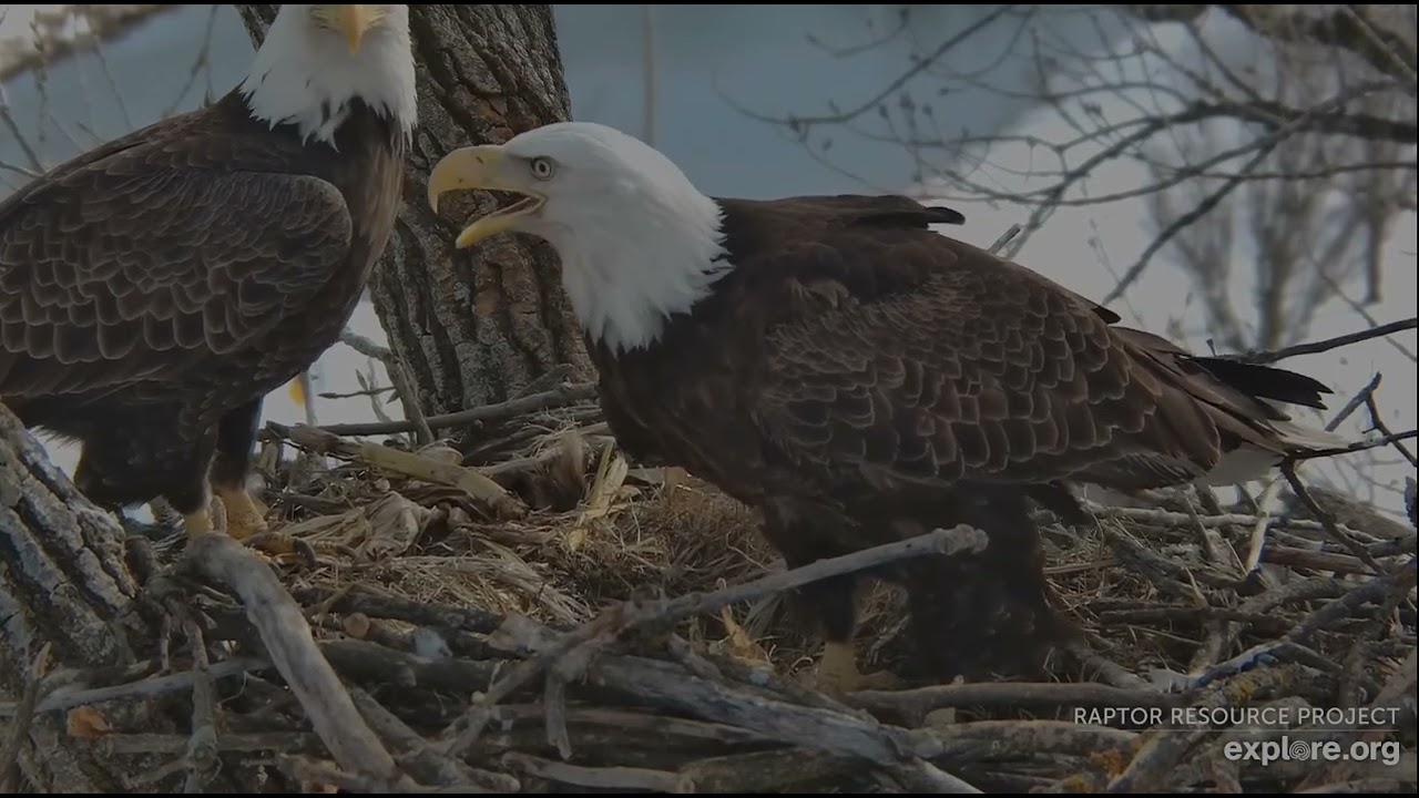 Decorah Eagles 2-27-26, 2:13 pm HD arrives, HM2 not thrilled, but shift change anyway